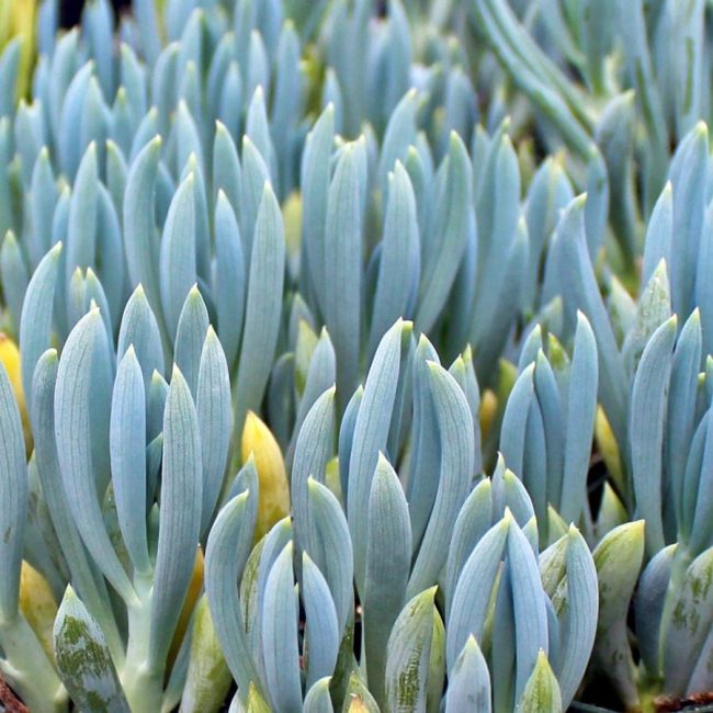 Senecio 'Mandraliscae' Bleu – Image 2