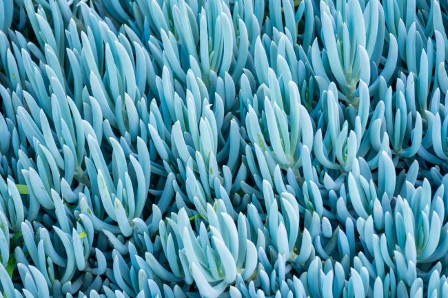 Senecio 'Mandraliscae' Bleu – Image 3