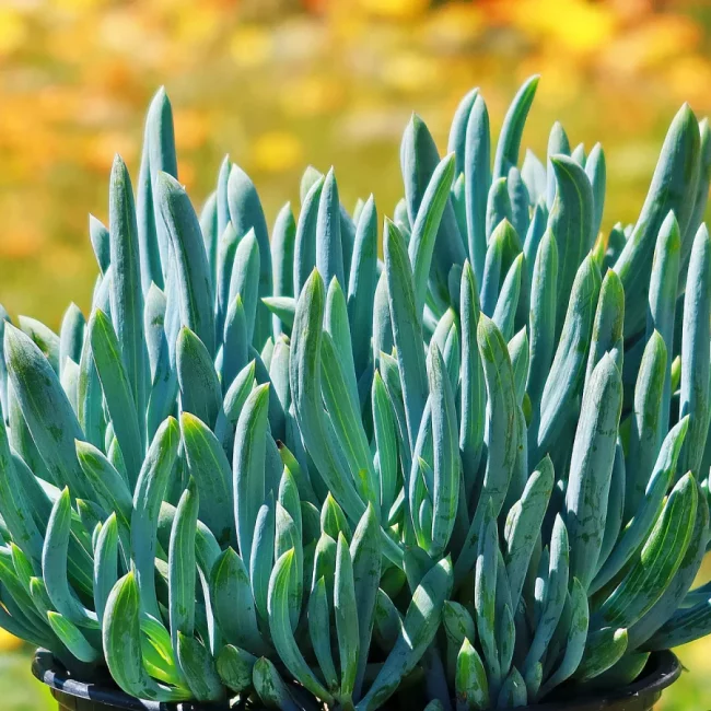 Senecio 'Mandraliscae' Bleu – Image 4