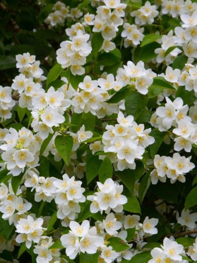 Seringat – Philadelphus Coronarius