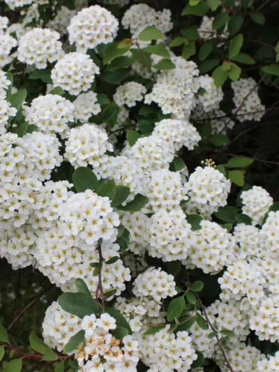 Spiraea (Variétés)