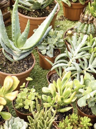 Cactus, Succulentes et Plantes Grasses