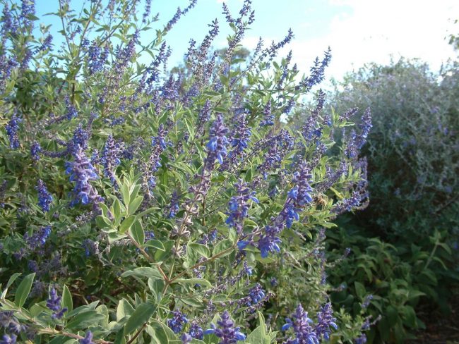 Teucrium (Variétés) – Image 2