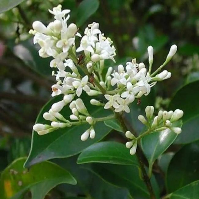 Troène Du Japon – Ligustrum Japonicum – Image 2
