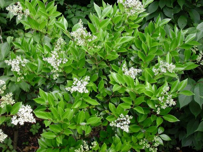 Troène Du Japon – Ligustrum Japonicum