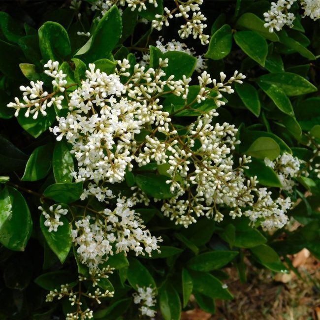 Troène Du Japon – Ligustrum Japonicum – Image 3
