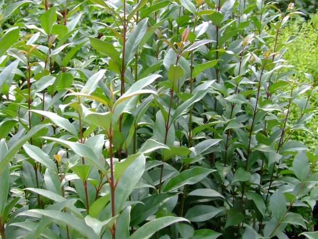 Troène Du Japon – Ligustrum Japonicum – Image 5