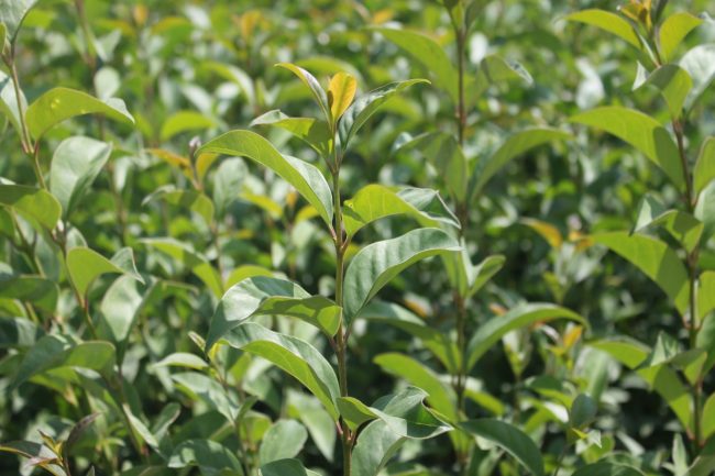 Troène Du Japon – Ligustrum Japonicum – Image 4
