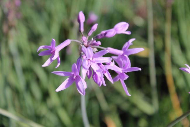 Ail d'Ornement – Tulbaghia Violacea – Image 2