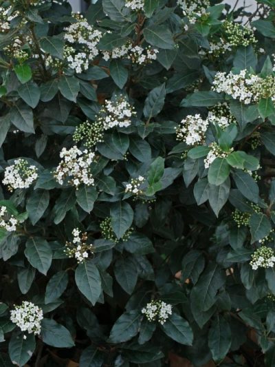 Laurier Tin – Viburnum Tinus