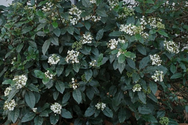 Laurier Tin – Viburnum Tinus