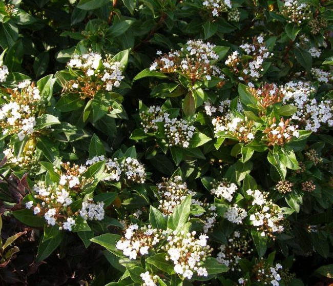 Laurier Tin – Viburnum Tinus – Image 3