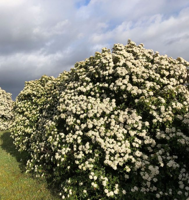 Laurier Tin – Viburnum Tinus – Image 4