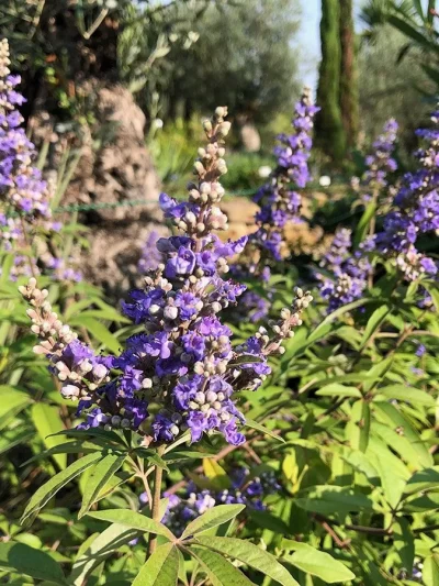 Vitex Agnus-Castus