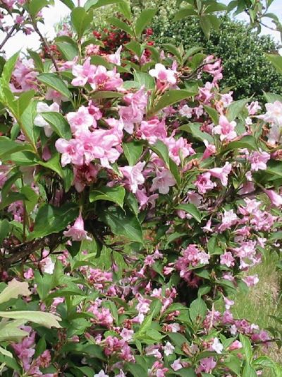 Weigela (Variétés)