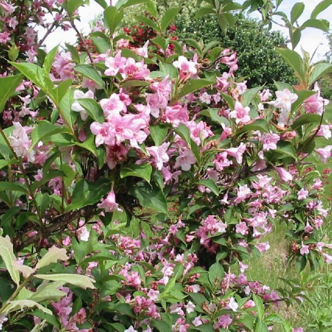 Weigela (Variétés)