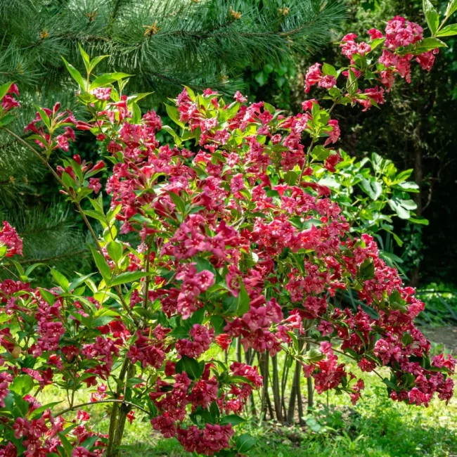 Weigela (Variétés) – Image 2