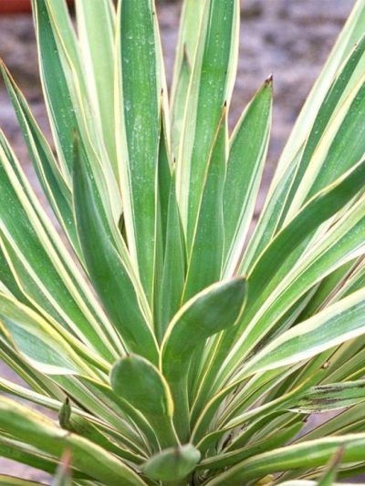 Yucca Gloriosa 'Variegata'