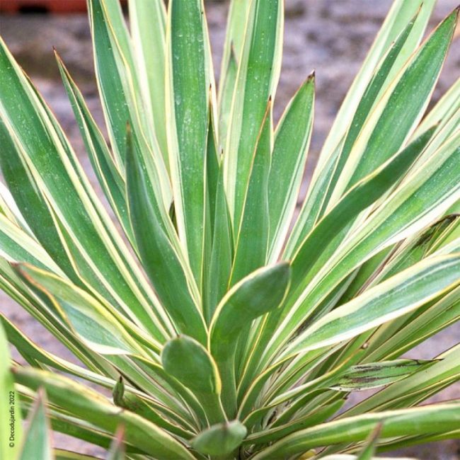 Yucca Gloriosa 'Variegata'