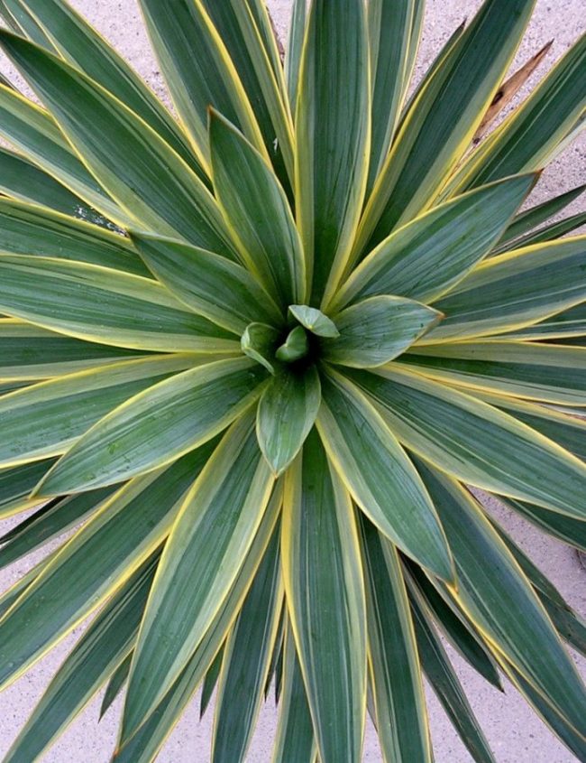 Yucca Gloriosa 'Variegata' – Image 2
