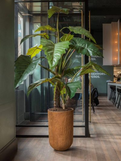 Alocasia Tree (Art.)