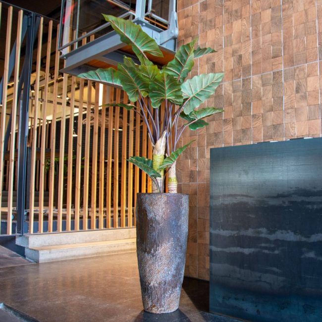 Alocasia Tree (Art.) – Image 2