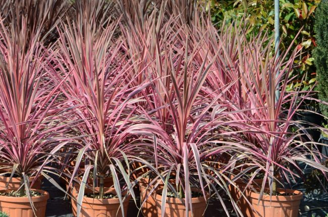 Cordyline 'Southern Splandour' – Image 3