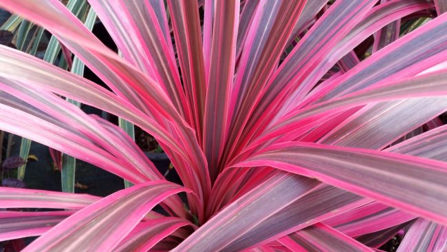 Cordyline 'Southern Splandour' – Image 2