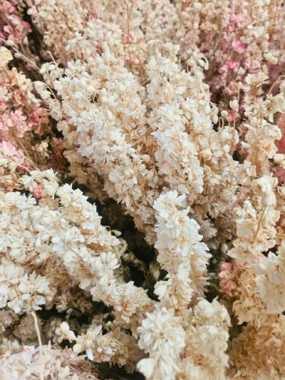 Delphinium (Botte)