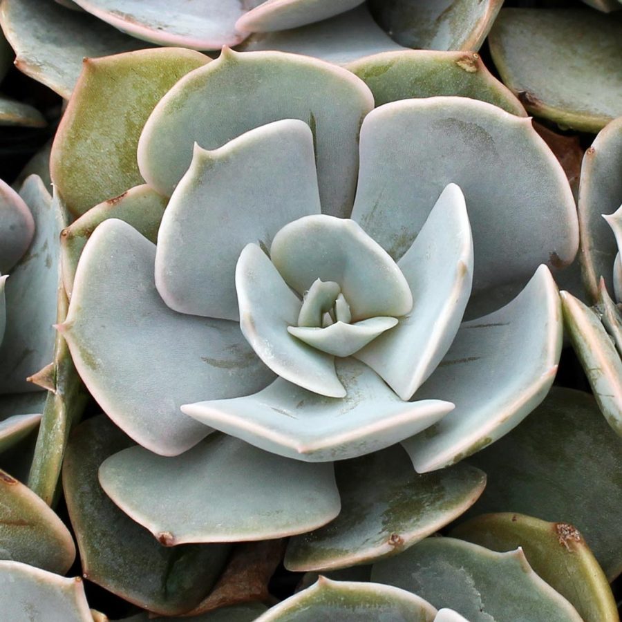 Echeveria (Variétés) – Image 3