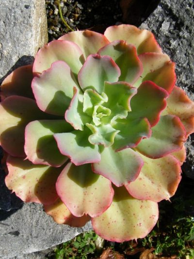 Echeveria (Variétés)