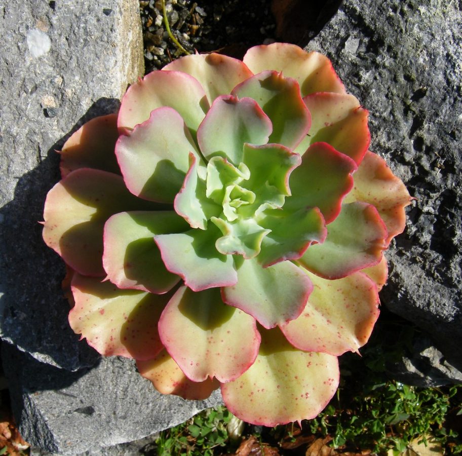 Echeveria (Variétés)