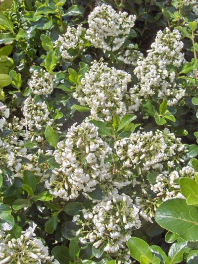 Escallonia (Variétés)