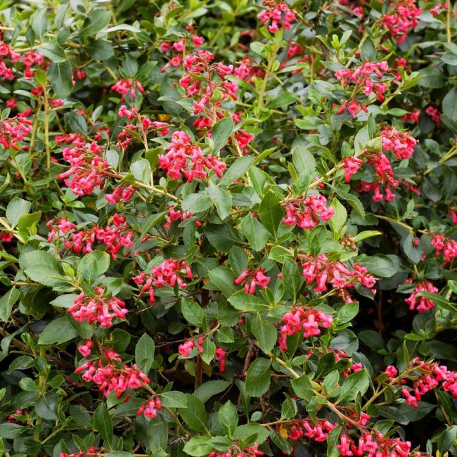 Escallonia (Variétés) – Image 2