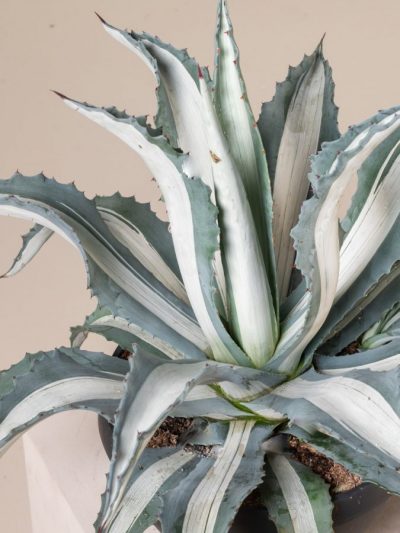Agave Americana 'Mediopicta' (Variétés)