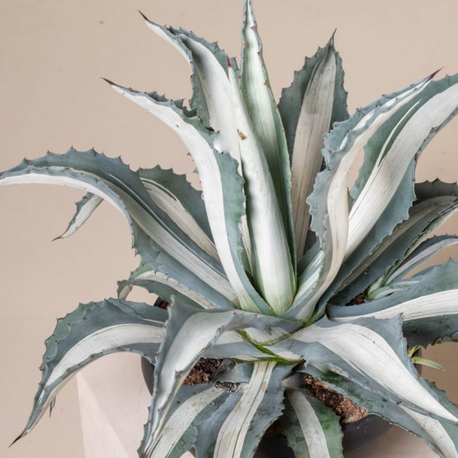 Agave Americana 'Mediopicta' (Variétés)