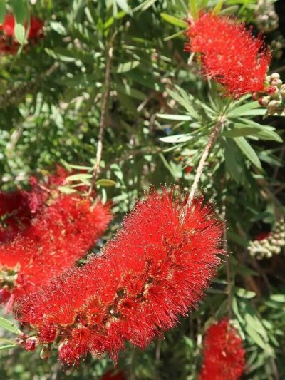 Callistemon (Variétés)