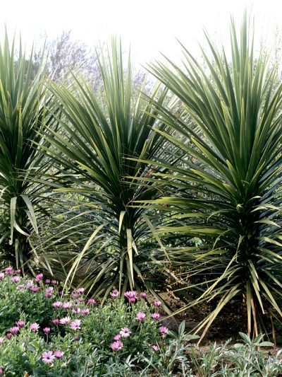 Cordyline 'Dracaena' Indivisa