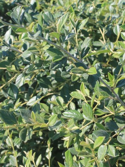 Cotoneaster (Variétés)