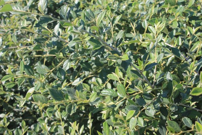 Cotoneaster (Variétés)