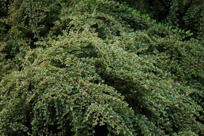 Cotoneaster (Variétés) – Image 2