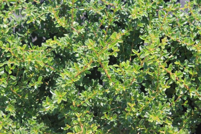 Cotoneaster (Variétés) – Image 5