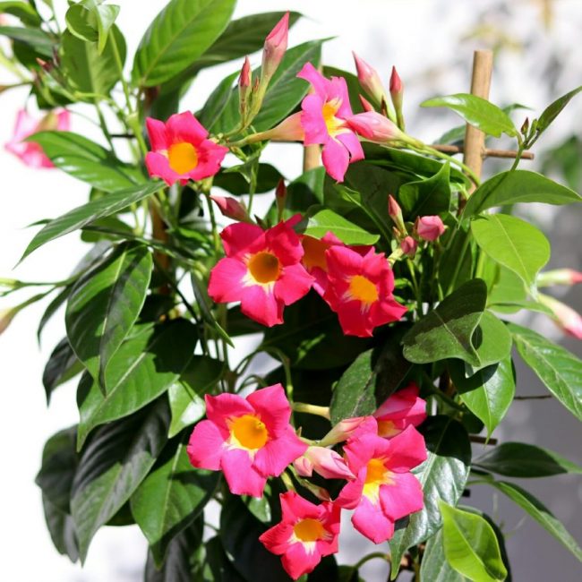Dipladenia Grimpant – Image 2