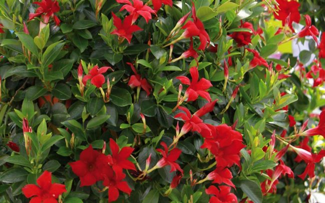Dipladenia Grimpant – Image 4