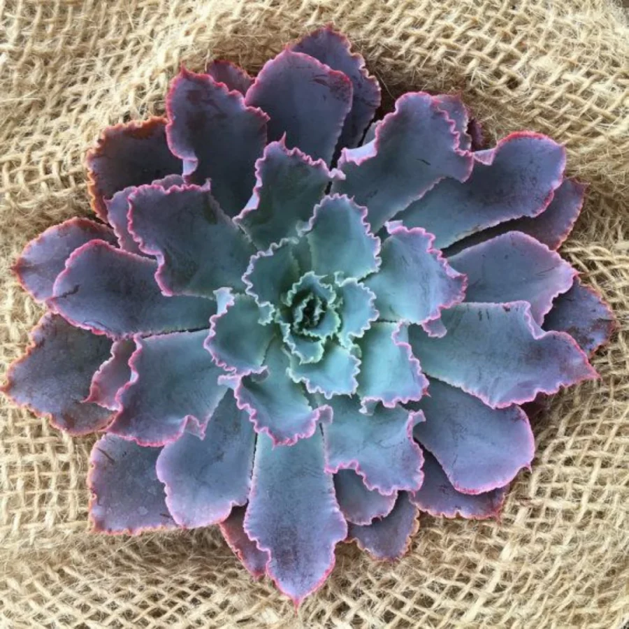 Echeveria (Variétés) – Image 2