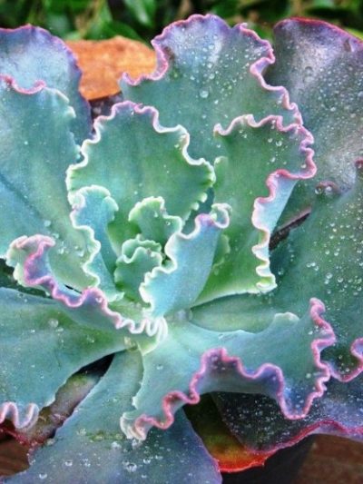 Echeveria 'Giant Blue'