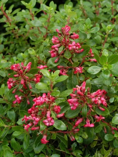Escallonia Nain 'Red Dream'