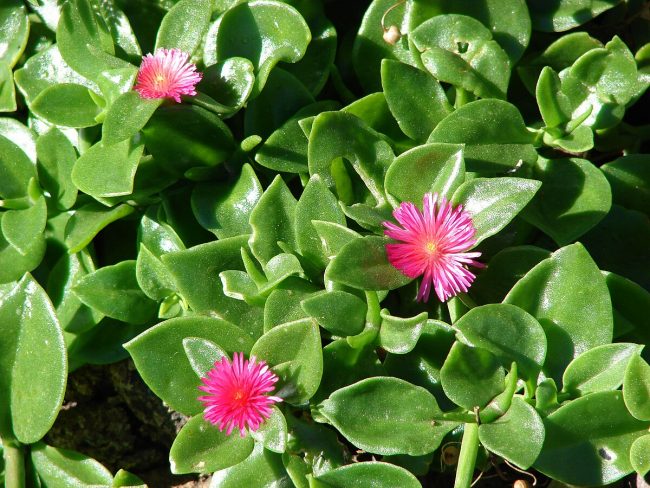 Aptenia Cordifolia en Pot (Mix) – Image 3