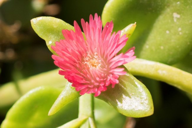 Aptenia Cordifolia en Pot (Mix) – Image 2