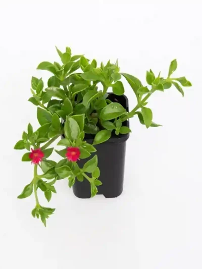 Aptenia Cordifolia en Pot (Mix)